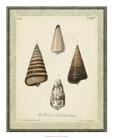 Bookplate Shells VI Fine Art Print