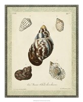 Bookplate Shells VII Fine Art Print