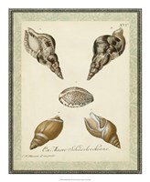 Bookplate Shells VIII Fine Art Print