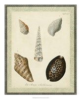Bookplate Shells IX Fine Art Print