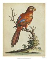 Paradise Parrots III Fine Art Print