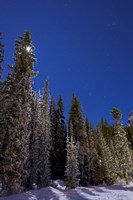 Orion constellation above winter pine trees in Alberta, Canada Fine Art Print