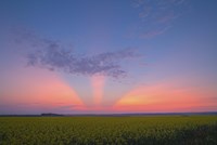 Crepuscular rays at sunset, Alberta, Canada Fine Art Print