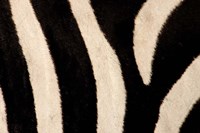 Close-up of Zebra Stripes, Masai Mara, Kenya Fine Art Print