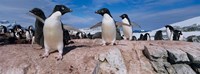 Adelie Penguins With Young Chicks, Lemaire Channel, Petermann Island, Antarctica Fine Art Print