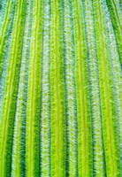 Striped Giant Lobelia rosette of leaves. Mount Kenya National Park, Kenya Fine Art Print