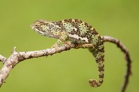 Chameleon, Serengeti National Park, Ndutu, Tanzania Fine Art Print