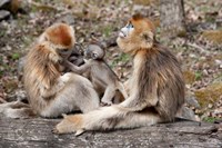 Golden Monkeys with babies, Qinling Mountains, China Fine Art Print