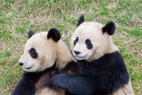 Giant Panda, China Fine Art Print
