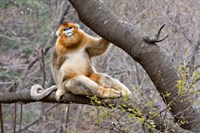Golden Monkey, Qinling Mountains, China Fine Art Print