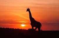 Giraffe suckling young one, Maasai Mara Wildlife Reserve, Kenya Fine Art Print