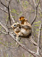 Female Golden Monkey on a tree, Qinling Mountains, China Fine Art Print