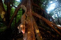 Giant leaf-tailed gecko (Uroplatus fimbriatus), Nosy Mangabe Reserve, Madagascar Fine Art Print