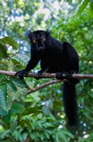 Black Lemur male and female, Lokobe Nature Special Reserve, Northern Madagascar Fine Art Print
