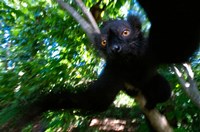 Black Lemurs, Northern Madagascar Fine Art Print
