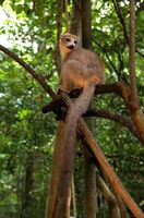 Crowned Lemur (Eulemur coronatus), Ankarana National Park, Northern Madagascar Fine Art Print