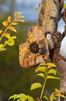 Giant Madagascar or Oustalet's Chameleon, Montagne des Francais Reserve Antsiranana, Northern Madagascar Fine Art Print