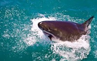 Great White Shark, Capetown, False Bay, South Africa Fine Art Print