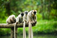 Group of Verreaux's sifaka, Ile Aux Lemuriens, Andasibe, Madagascar. Fine Art Print