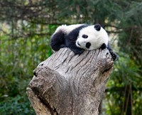 Giant Panda, Wolong Reserve, China Fine Art Print