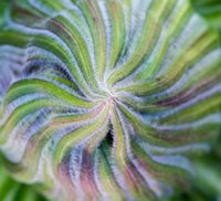 Swirling pattern in Giant Lobelia rosette of leaves, Kenya Fine Art Print