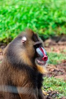 Africa, Cameroon, Limbe. Mandrill at Limbe Wildlife Center. Fine Art Print