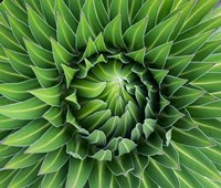Close up of Giant Lobelia rosette of leaves, Kenya Fine Art Print