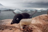 Adelie penguin, Western Antarctic Peninsula Fine Art Print