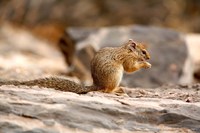 Africa. Tree Squirrel feeding on the ground Fine Art Print