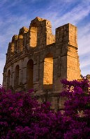 Ancient Roman Amphitheater with flowers, El Jem, Tunisia Fine Art Print
