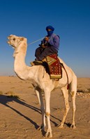 Bedouin man on camel, Douz, Sahara Tunisia, Africa Fine Art Print