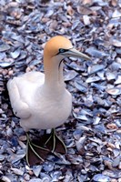 Cape Gannet on the Coast, South Africa Fine Art Print