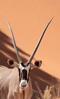 Close-up of Oryx, Namib-Naukluft Park, Namibia, Africa Fine Art Print