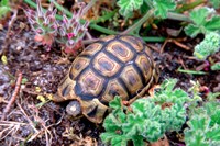 Angulate Tortoise in Flowers, South Africa Fine Art Print