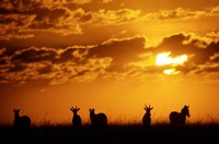 Common Burchelli's Zebras and Topi, Masai Mara Game Reserve, Kenya Fine Art Print