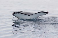 Antarctica, Humpback whales in Southern Ocean Fine Art Print