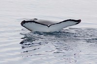 Humpback Whale Art