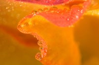 Abstract of Flower Petal in Rain Fine Art Print