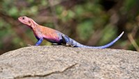 Africa. Tanzania. Agama Lizard at Serengeti NP. Fine Art Print