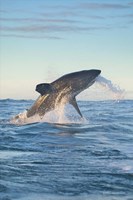 Cape Town, Great white shark moves to strike a seal Fine Art Print