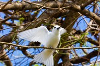 Fairy Turn bird in Trees, Fregate Island, Seychelles Fine Art Print