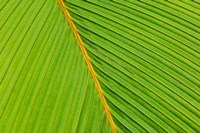 Flora, Palm Frond on Fregate Island, Seychelles Fine Art Print