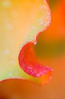 Flower Petal with Rain Drop by Jaynes Gallery - various sizes