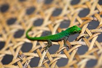 Gecko lizard, Seychelles Fine Art Print