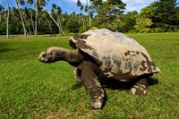Giant Tortoise, Seychelles Fine Art Print