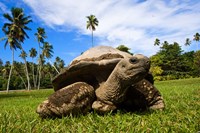 Close Up of Giant Tortoise, Seychelles Fine Art Print