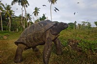 Giant Tortoise, Fregate Island, Seychelles Fine Art Print