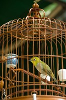 Hong Kong, Bird Garden, Market, Caged pet birds Fine Art Print