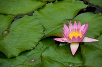 Hong Kong, Chi Lin, Lily pond flower Fine Art Print