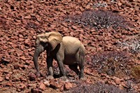 Africa, Namibia, Puros. Desert dwelling elephants of Kaokoland. Fine Art Print